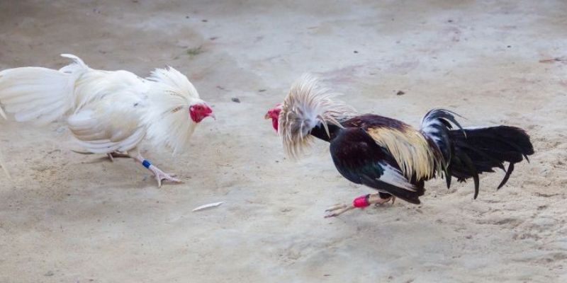 Chất lượng trận đấu luôn được đặt lên hàng đầu