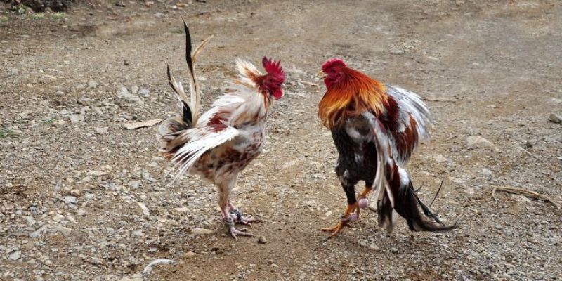 Sự chuyên nghiệp tạo nên điểm khác biệt