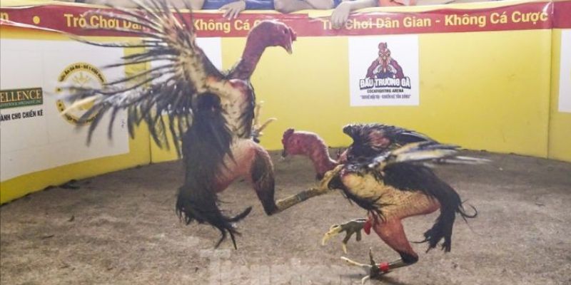 Trường gà Savan đem đến giá trị giải trí cùng giá trị văn hóa