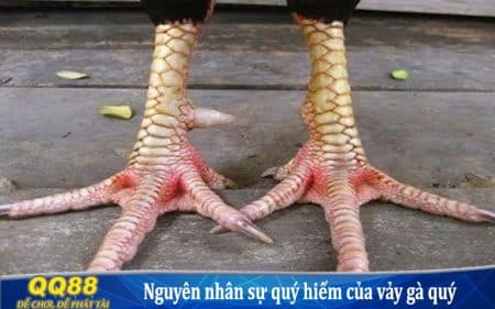 Khái niệm và nguyên nhân vì sao vảy gà quý lại có giá trị